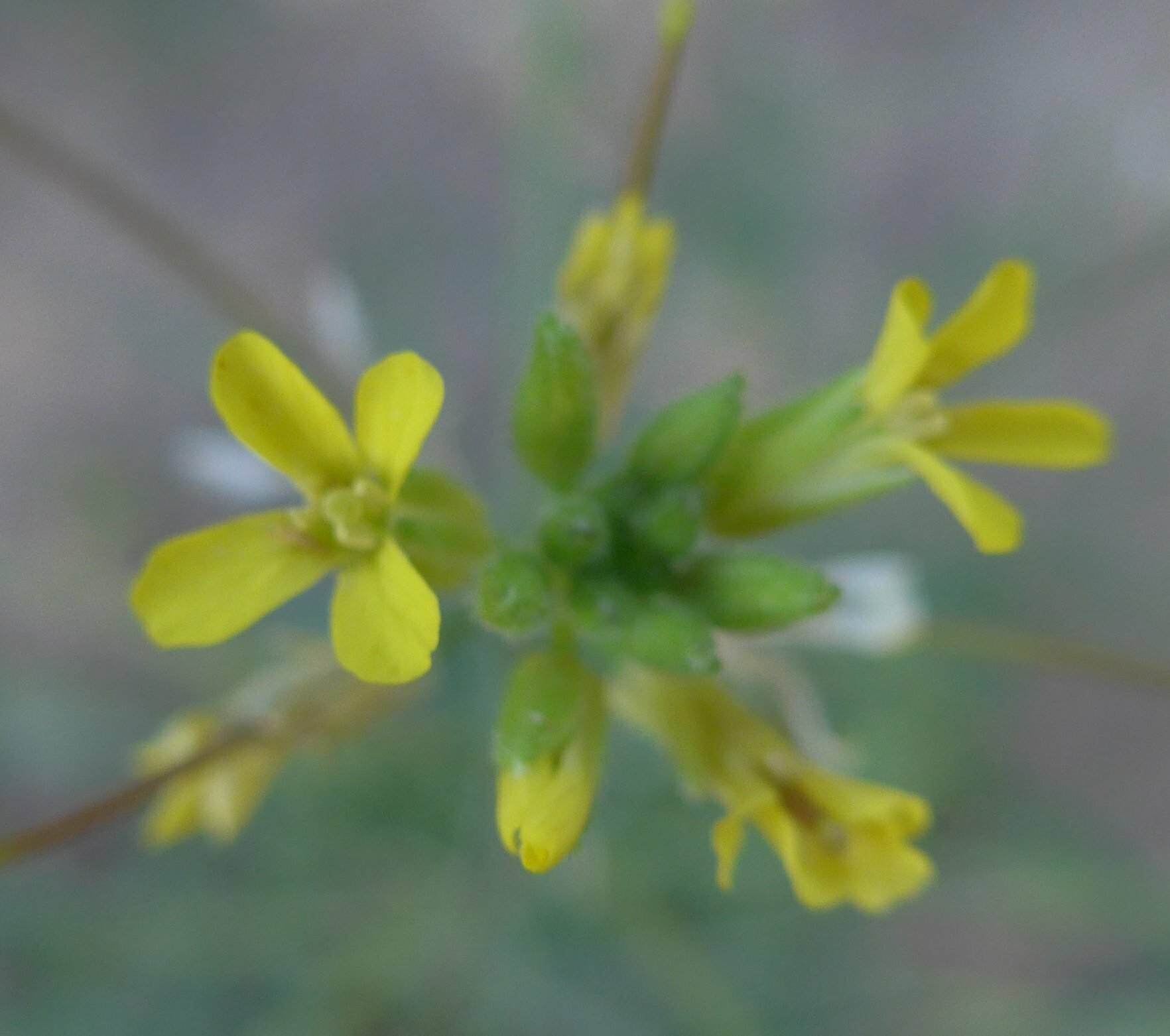 High Resolution Brassicaceae(Fa) sp100 Flower